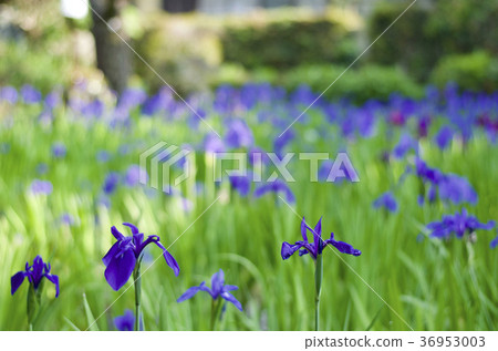 知立市歷史遺址Yabashi Bridge Kakibata 36953003