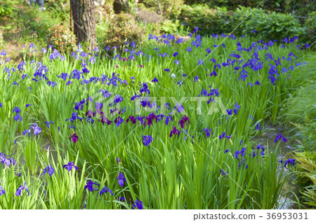 知立市歷史遺址Yabashi Bridge Kakibata 知立市歷史遺址Yabashi Bridge Kakibata 36953031