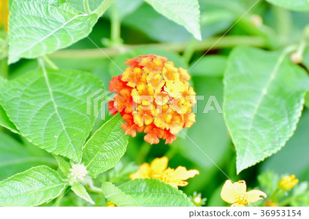 開花在Mitaka Nakahara，Mitaka市，東京的馬櫻丹屬 36953154