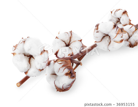 branch of cotton 36953155
