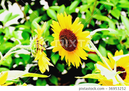開花在Mitaka Nakahara,Mitaka市,東京的向日葵 開花在Mitaka Nakahara,Mitaka市,東京的向日葵 36953252
