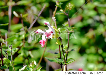 Salvia microphila blooming in Mitaka Nakahara, Mitaka City, Tokyo Salvia microphila blooming in Mitaka Nakahara, Mitaka City, Tokyo 36953254