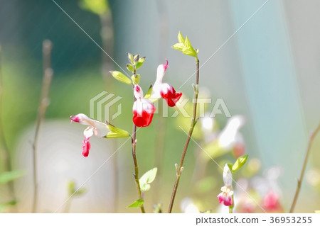 開花在Mitaka Nakahara，Mitaka市，東京的Salvia microphila 36953255