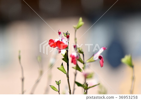 開花在Mitaka Nakahara，Mitaka市，東京的Salvia microphila 36953258