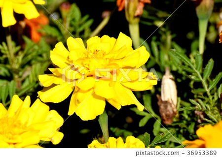 萬壽菊開花在東京三鷹市三鷹中原 萬壽菊開花在東京三鷹市三鷹中原 36953389