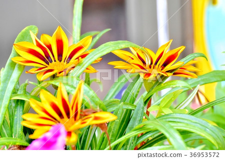 Gazania blooming in Mitaka Nakahara, Mitaka City, Tokyo 36953572