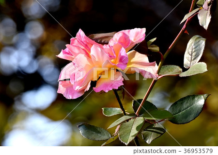 Anne Frank Rose Blooming in Mitaka Nakahara, Mitaka City, Tokyo 36953579