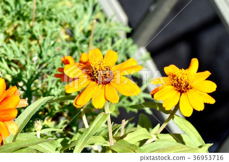 開花在Mitaka Nakahara，Mitaka市，東京的植物 36953716