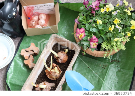 燈泡種植 燈泡種植 36953754