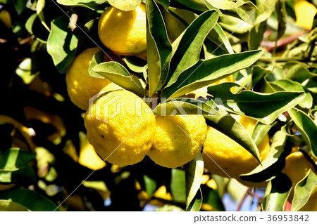 Plant of Mitaka City, Tokyo Yuzu to become Mitaka Nakahara 36953842