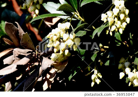 Flower of strawberry tree blooming in Mitaka Nakahara of Mitaka City, Tokyo Flower of strawberry tree blooming in Mitaka Nakahara of Mitaka City, Tokyo 36953847