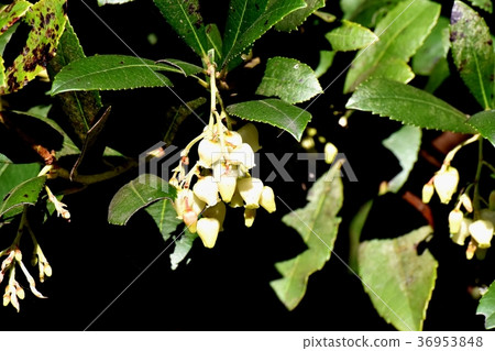 Flower of strawberry tree blooming in Mitaka Nakahara of Mitaka City, Tokyo Flower of strawberry tree blooming in Mitaka Nakahara of Mitaka City, Tokyo 36953848