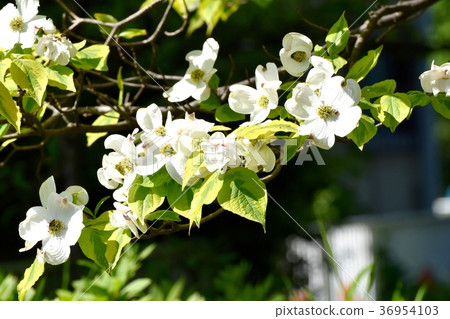 開花在Mitaka Nakahara，Mitaka市，東京的山茱萸 36954103