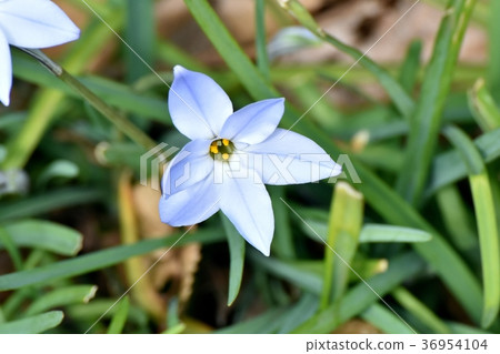 開花的花在Mitaka Sengawa公園在Mitaka，東京 36954104