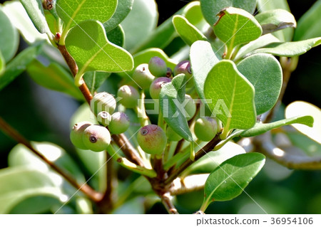 Plants of Mitaka City, Tokyo Young fruits of Shalimpai to become Mitaka Nakahara 36954106