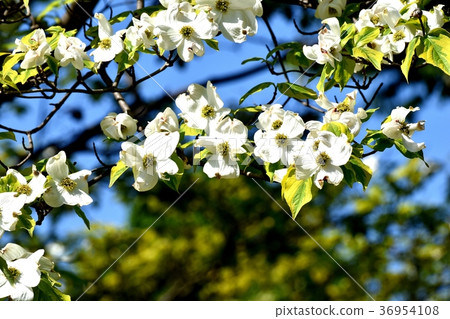 A dogwood blooming in Mitaka Nakahara, Mitaka City, Tokyo 36954108