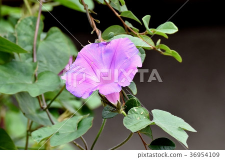 Asagao blooming in Mitaka Nakahara, Mitaka City, Tokyo 36954109