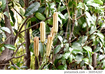 Seed pods of the lily of the valley, which becomes a plant in Mitaka, Tokyo Seed pods of the lily of the valley, which becomes a plant in Mitaka, Tokyo 36954287