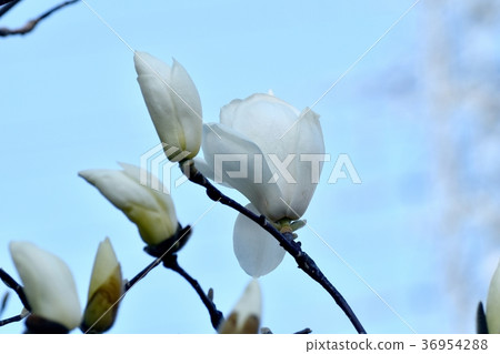 Hakumo Klen blooming in Mitaka Nakahara, Mitaka City, Tokyo 36954288