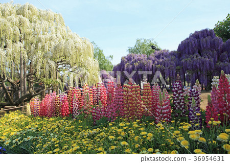 Lupines and Shirato 36954631