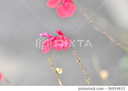 Salvia microphila blooming in Mitaka Nakahara, Mitaka City, Tokyo Salvia microphila blooming in Mitaka Nakahara, Mitaka City, Tokyo 36954633