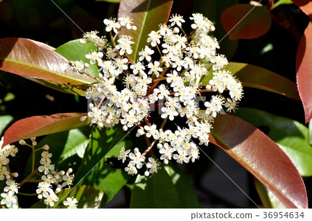 東京三鷹市的植物盛開在三鷹中原的cananemochi花 36954634