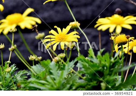 Margaret cosmos blooming in Mitaka Nakahara, Mitaka City, Tokyo 36954921