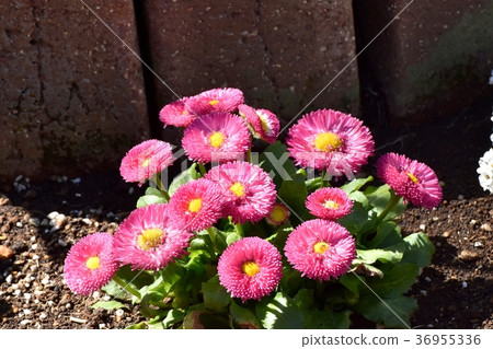 開花在Mitaka Nakahara，三鷹市，東京的雛菊 36955336
