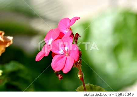 Geranium blooming in Mitaka Nakahara, Mitaka City, Tokyo 36955349