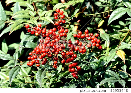 Nanten to be a plant in Mitaka, Tokyo Nanten to be a plant in Mitaka, Tokyo 36955448