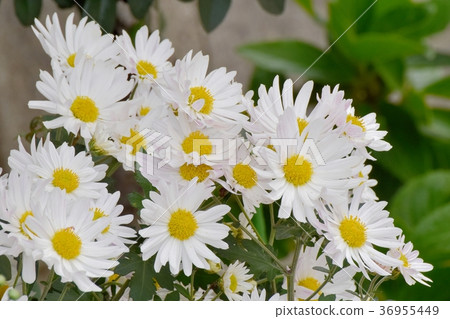 白色的噴霧像盛開在東京三鷹市三鷹中原 白色的噴霧像盛開在東京三鷹市三鷹中原 36955449