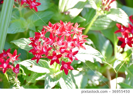 開花在Mitaka Nakahara，Mitaka市，東京的植物 36955450