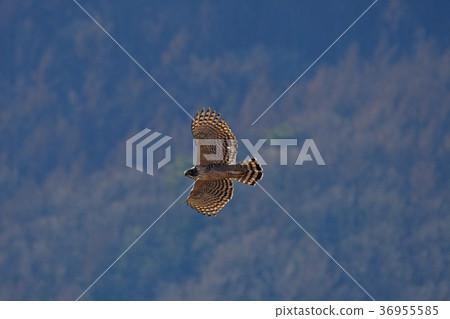 Kumakuta飛行 36955585