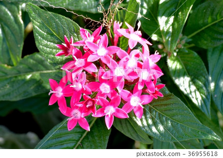 Plants blooming in Mitaka Nakahara, Mitaka City, Tokyo 36955618