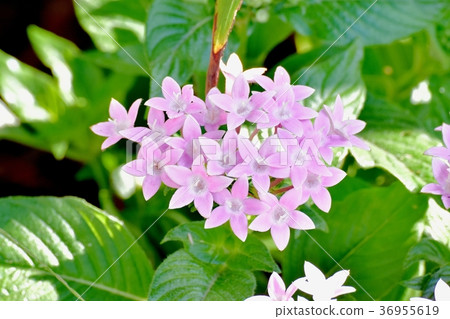 Plants blooming in Mitaka Nakahara, Mitaka City, Tokyo 36955619