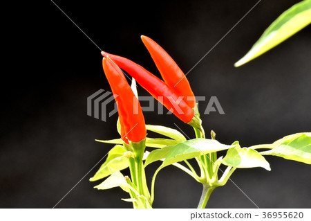 Plants of Mitaka City, Tokyo The red pepper which becomes Mitaka Nakahara Plants of Mitaka City, Tokyo The red pepper which becomes Mitaka Nakahara 36955620