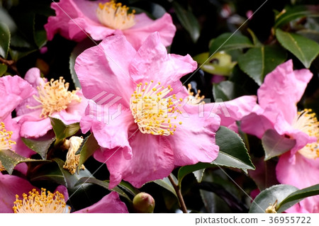 開花植物在Mitaka Nakahara，Mitaka市，東京 36955722