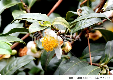 開花在Mitaka Nakahara，Mitaka市，東京的茶樹的花 36955728