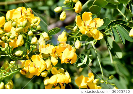 Plants of Mitaka City, Tokyo Kobanoshina blooming in Mitaka Nakahara 36955730