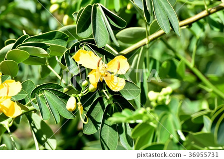 三鷹市的植物，開花在三鷹中原的東京Kobanoshina 36955731