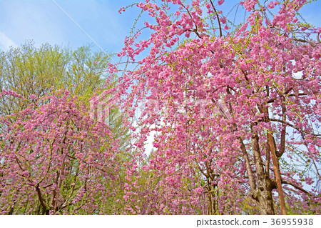 Weeping cherry blossoms of Hamadayama, Tokyo, Suginami-ku, Tokyo 36955938