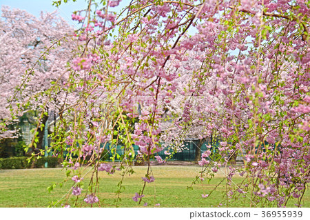 Weeping cherry blossoms of Hamadayama, Tokyo, Suginami-ku, Tokyo Weeping cherry blossoms of Hamadayama, Tokyo, Suginami-ku, Tokyo 36955939