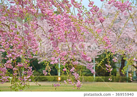 Weeping cherry blossoms of Hamadayama, Tokyo, Suginami-ku, Tokyo 36955940