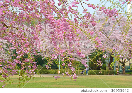 Weeping cherry blossoms of Hamadayama, Tokyo, Suginami-ku, Tokyo 36955942