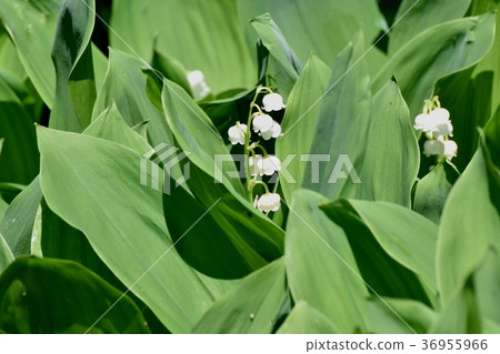 Suzuran盛開在東京三鷹市三鷹中原 36955966