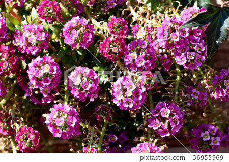 Alissaum開花在Mitaka Nakahara，Mitaka市，東京 36955969