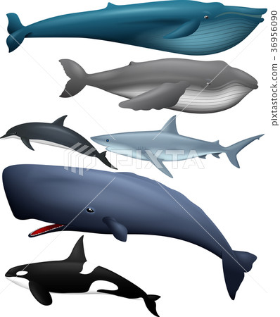 Illustration of fish collection Illustration of fish collection 36956090