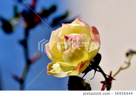 Anne Frank Rose Blooming in Mitaka Sengawa Park, Mitaka City, Tokyo 36956444