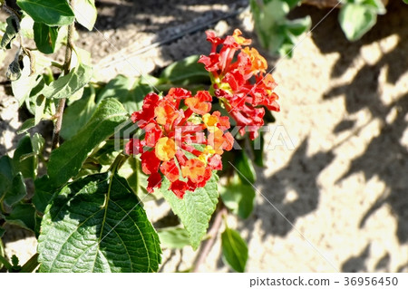 Lantana blooming in Mitaka Nakahara, Mitaka City, Tokyo Lantana blooming in Mitaka Nakahara, Mitaka City, Tokyo 36956450