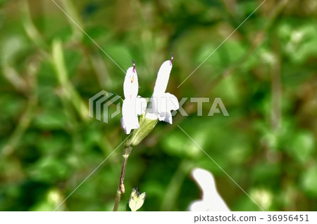 Salvia microphila blooming in Mitaka Nakahara, Mitaka City, Tokyo 36956451